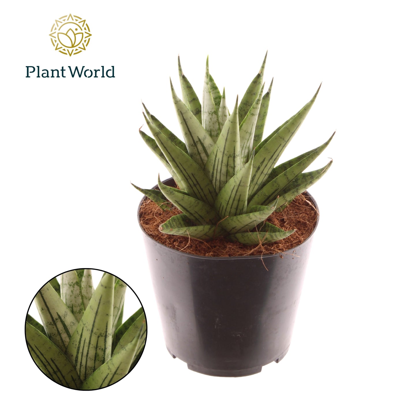 Sansevieria cylindrica 20cm 12cm Pot