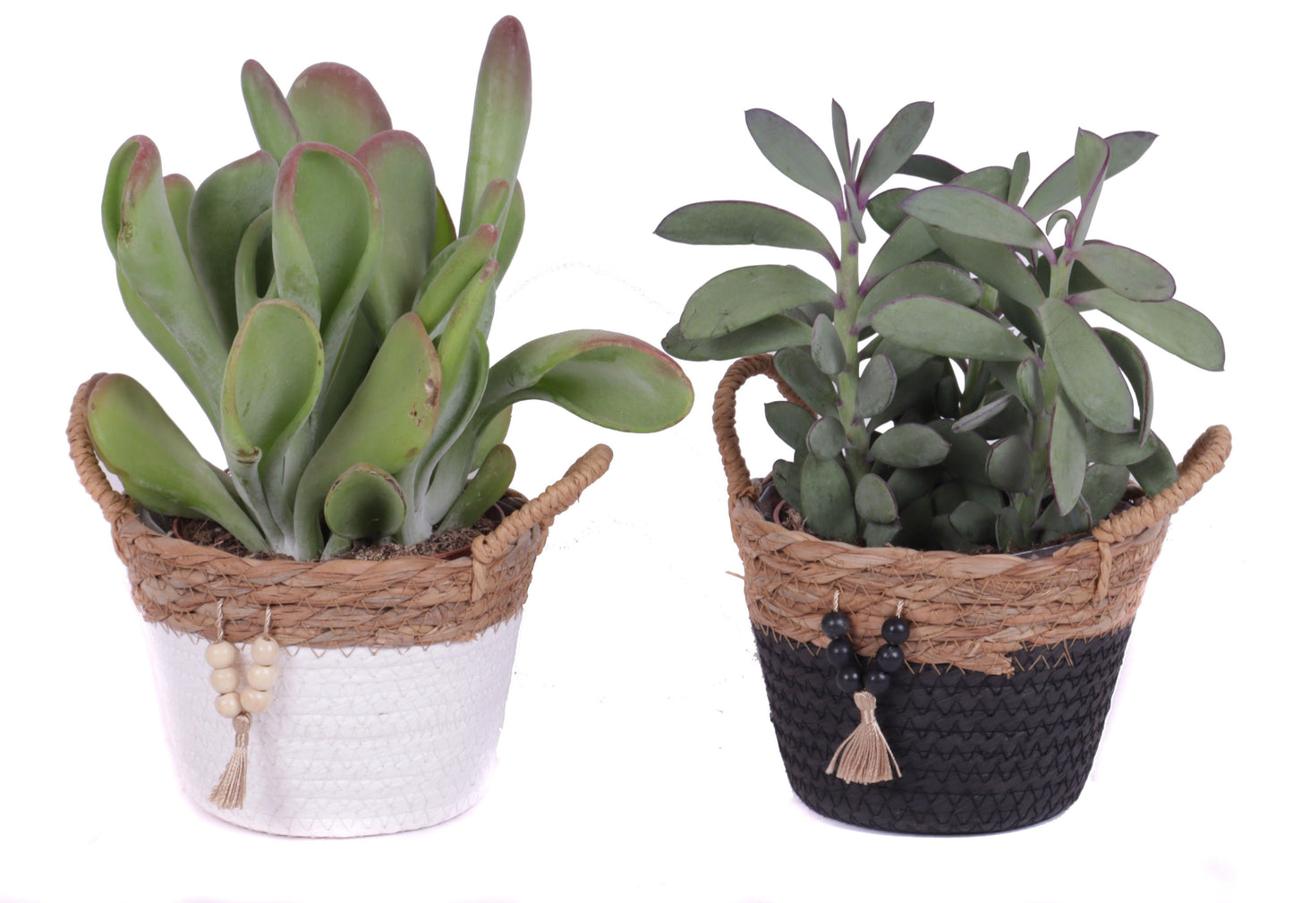 Succulent mix 30cm 15cm Pot