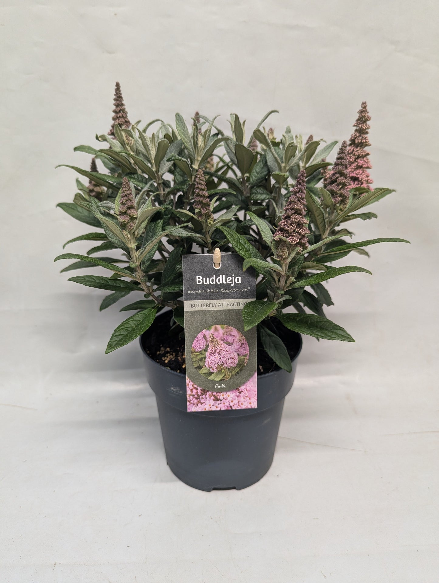 Buddleja davidii Trio (3 colours/1 pot) 35cm 17cm Pot