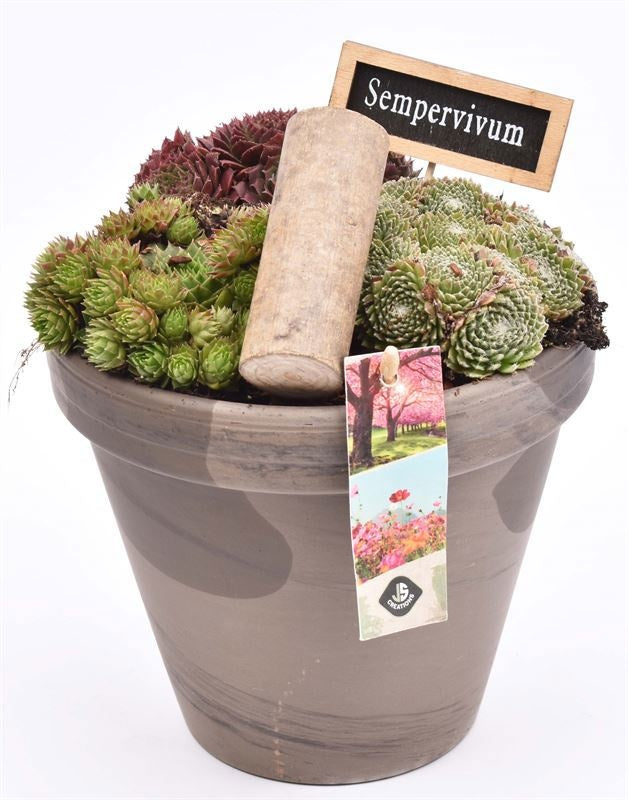 arr. Sempervivum 18cm Pot