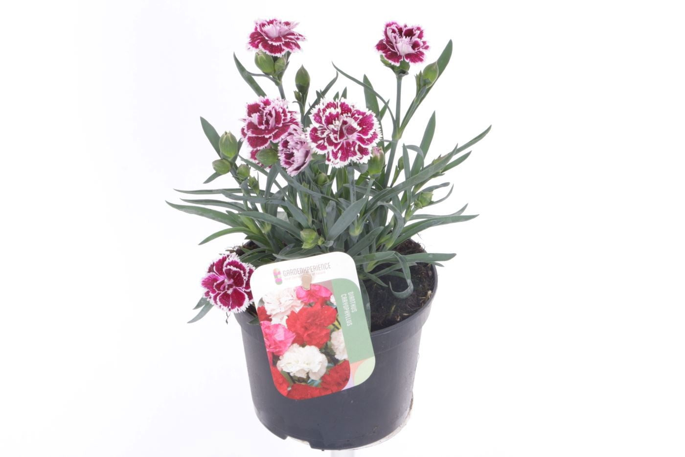 Dianthus caryophyllus 25cm 13cm Pot