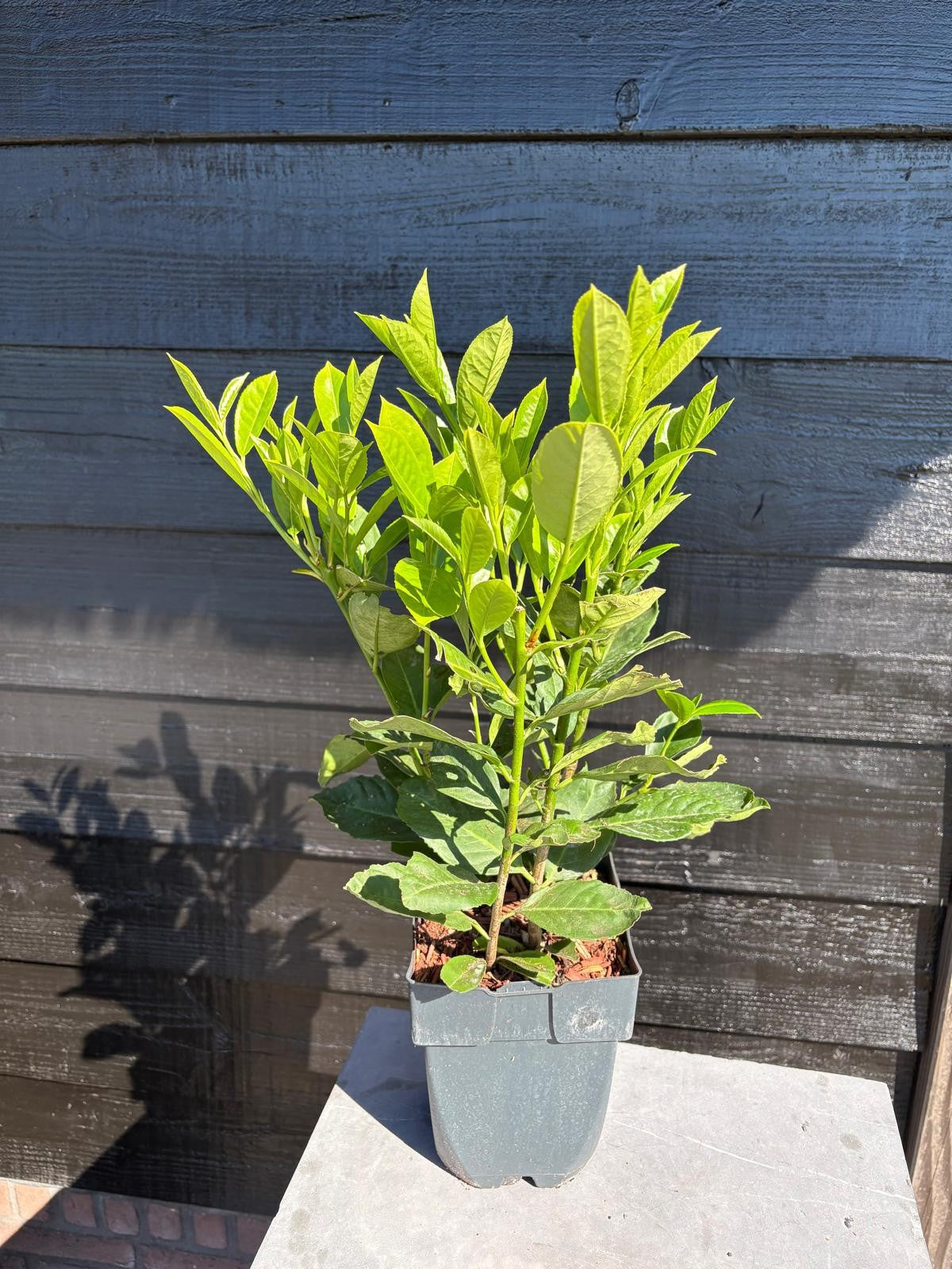 Prunus Rotundifolia 50cm 17cm Pot