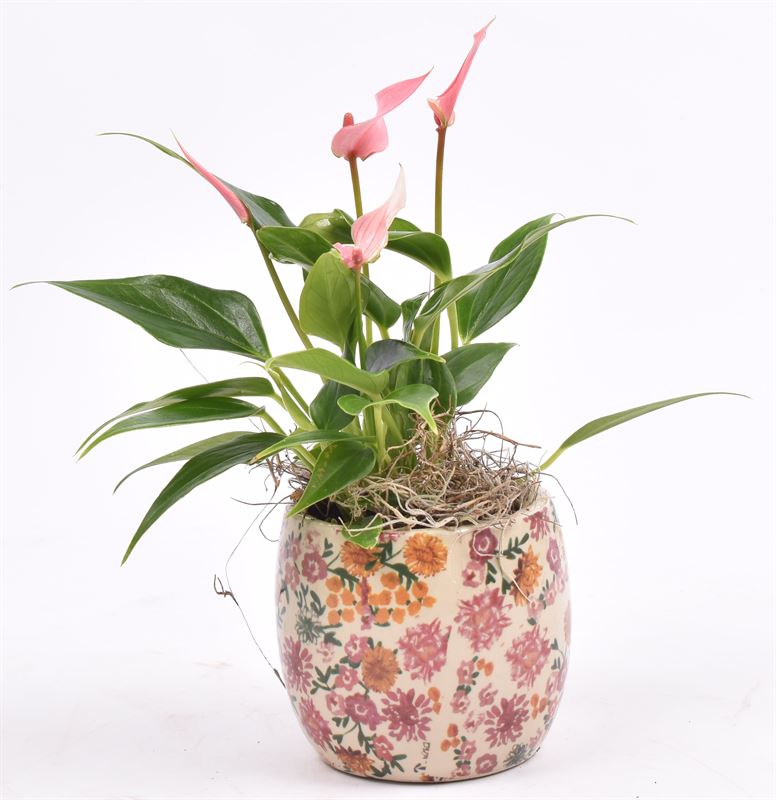 Indoor arrangement 9cm Pot