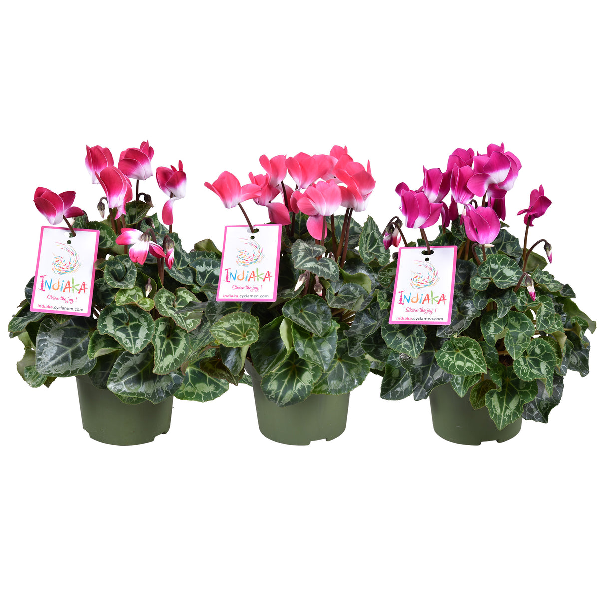 Cyclamen Indiaka mix 30cm 13cm Pot