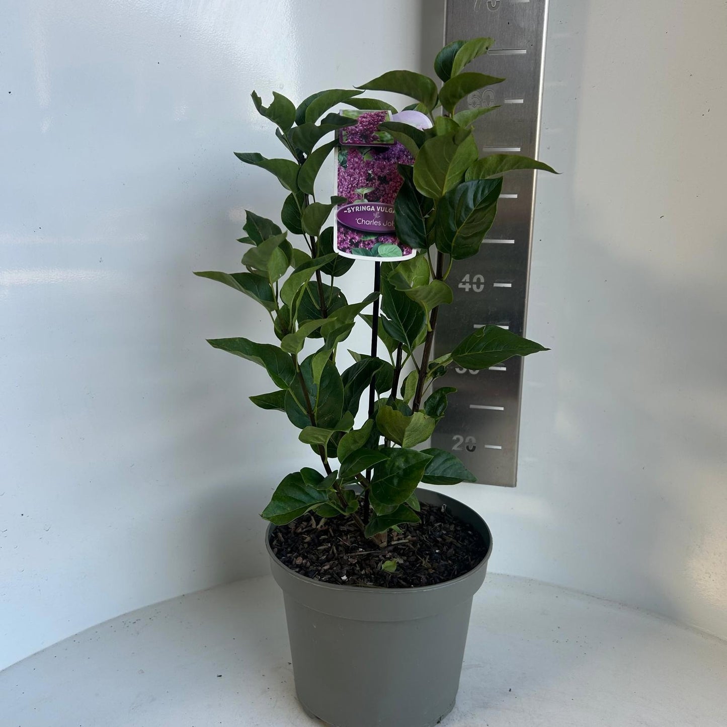 Syringa vulgaris Charles Joly 55cm 23cm Pot