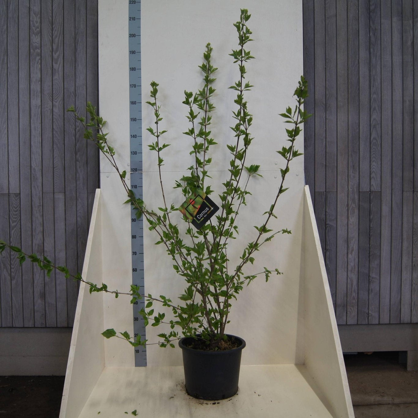 Cornus mas 200cm 40cm Pot