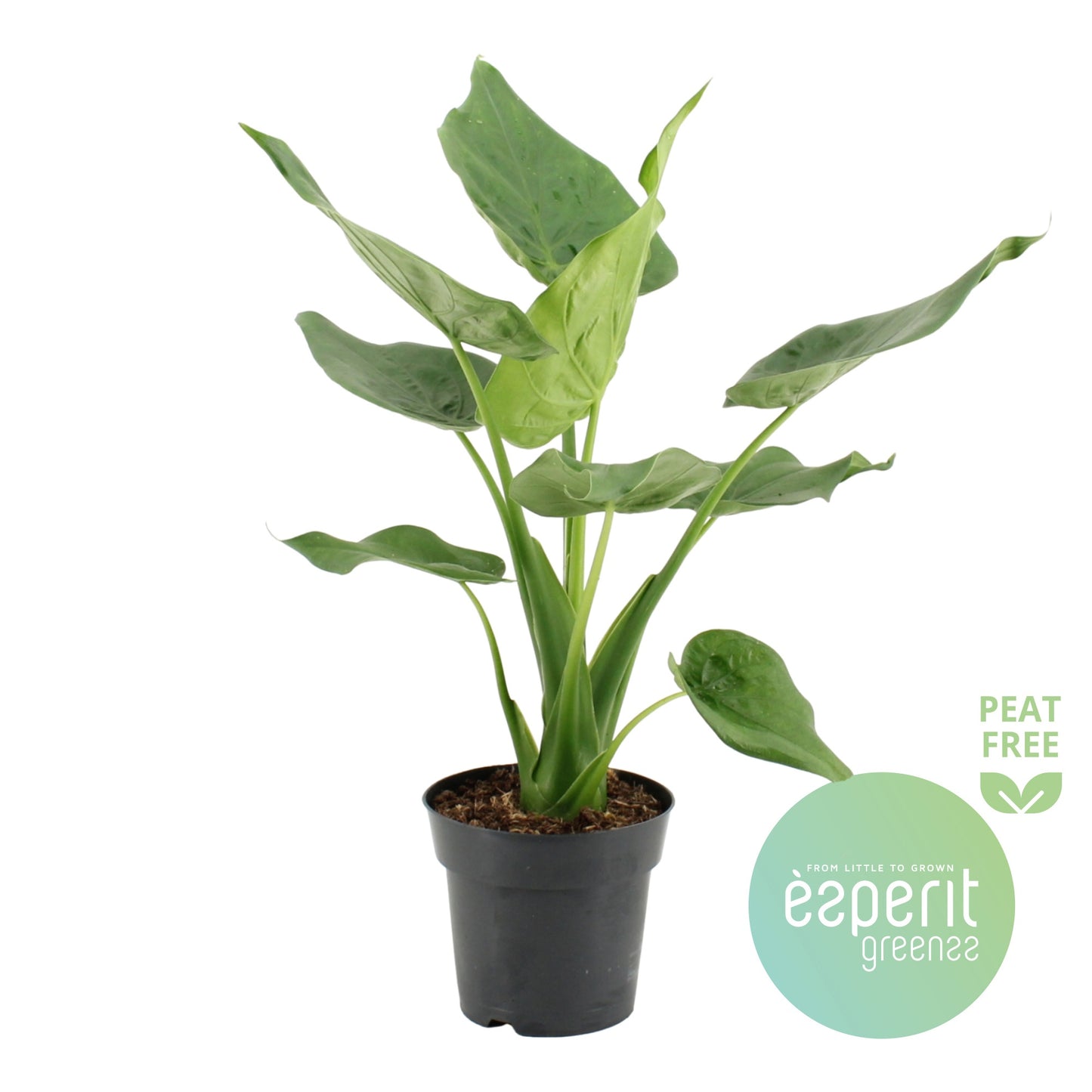 Alocasia cucullata 55cm 17cm Pot