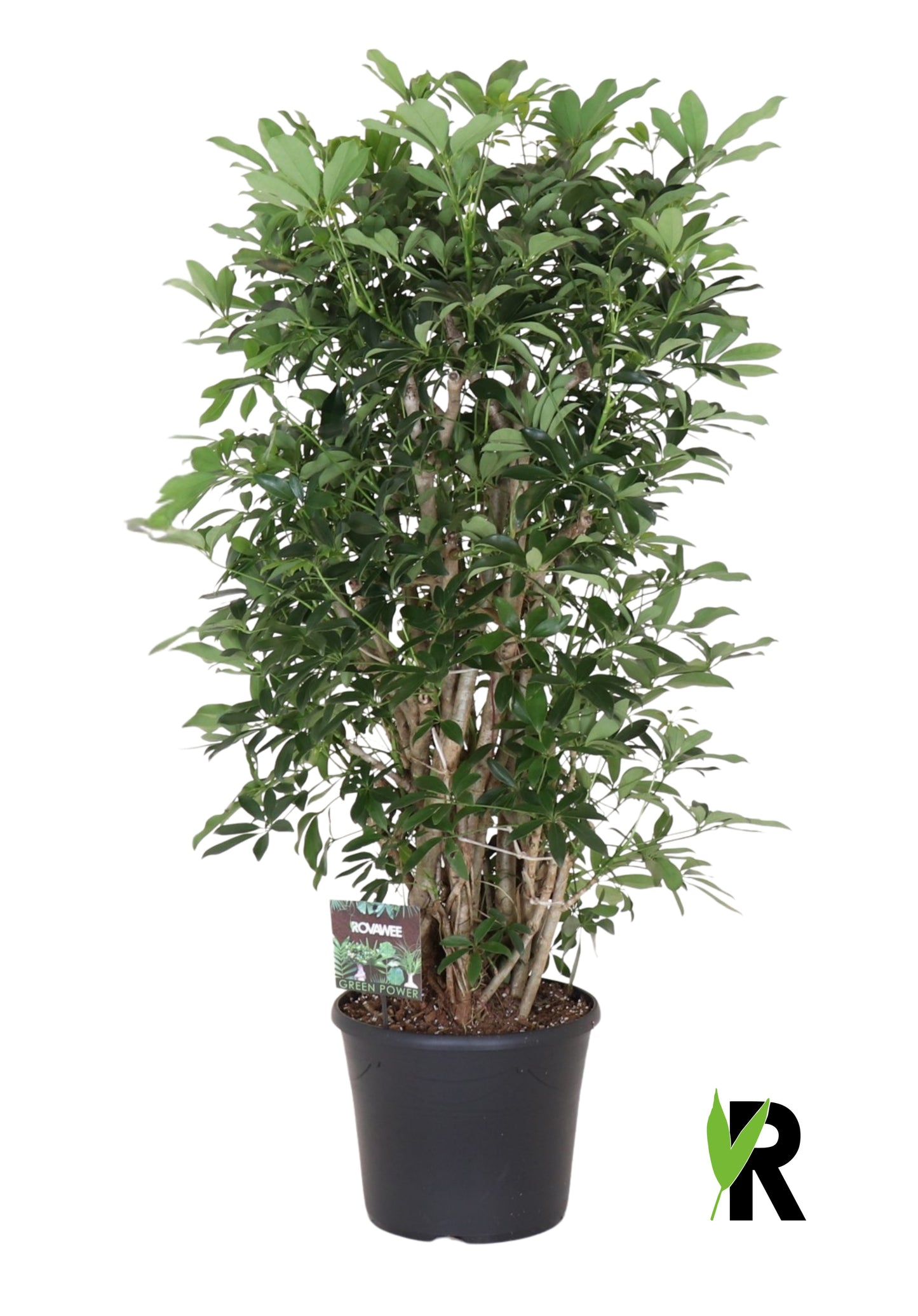 Schefflera Compacta 150cm 35cm Pot