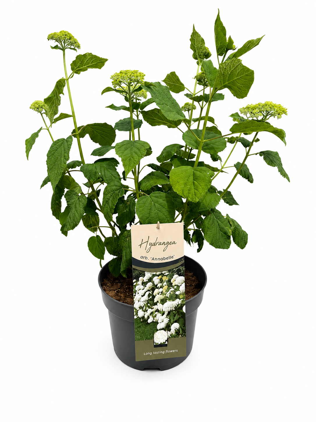 Hydrangea Annabelle 80cm 26cm Pot