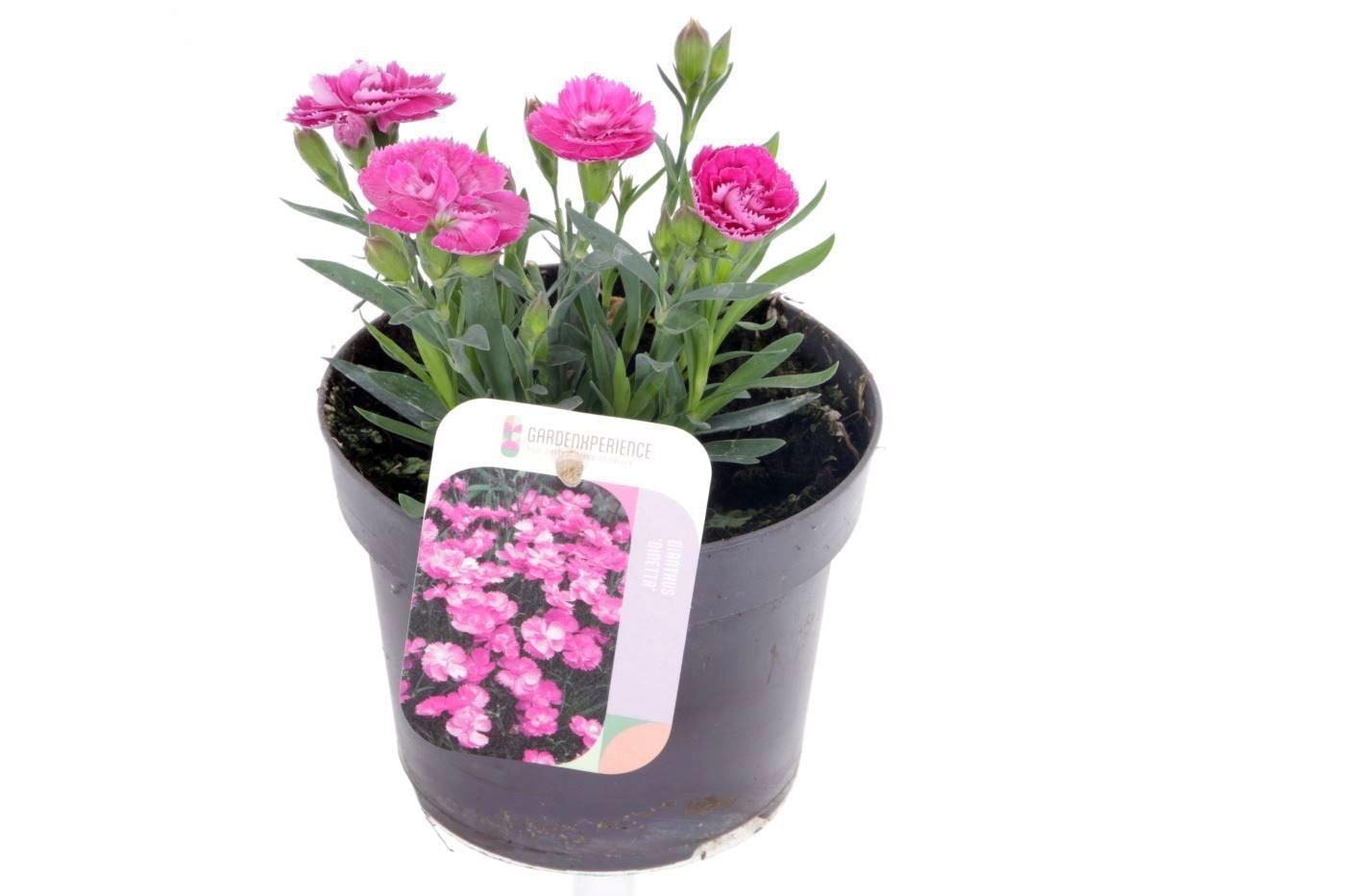 Dianthus mix 20cm 13cm Pot