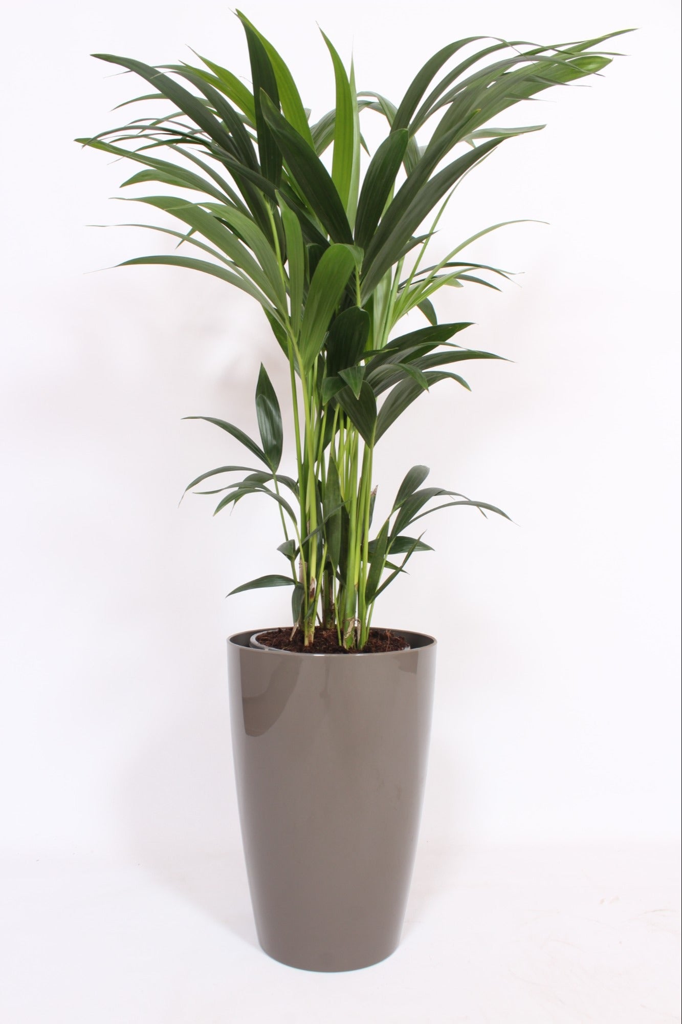 Howea forsteriana 120cm 29cm Pot