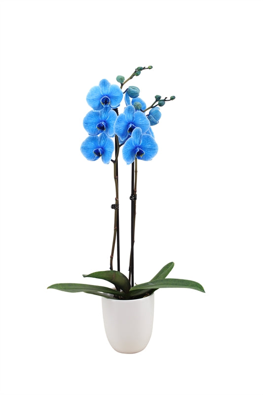 Phalaenopsis Hybrid 55cm 12cm Pot