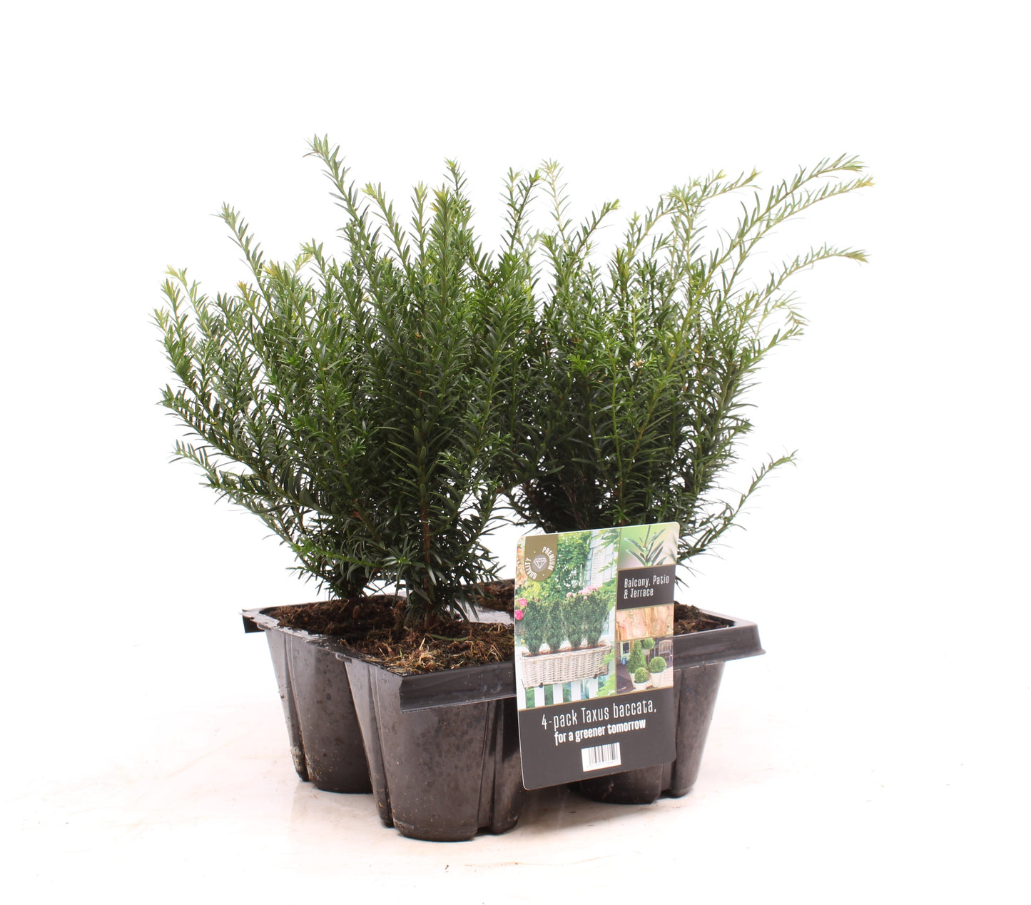 Taxus baccata 55cm 13cm Pot