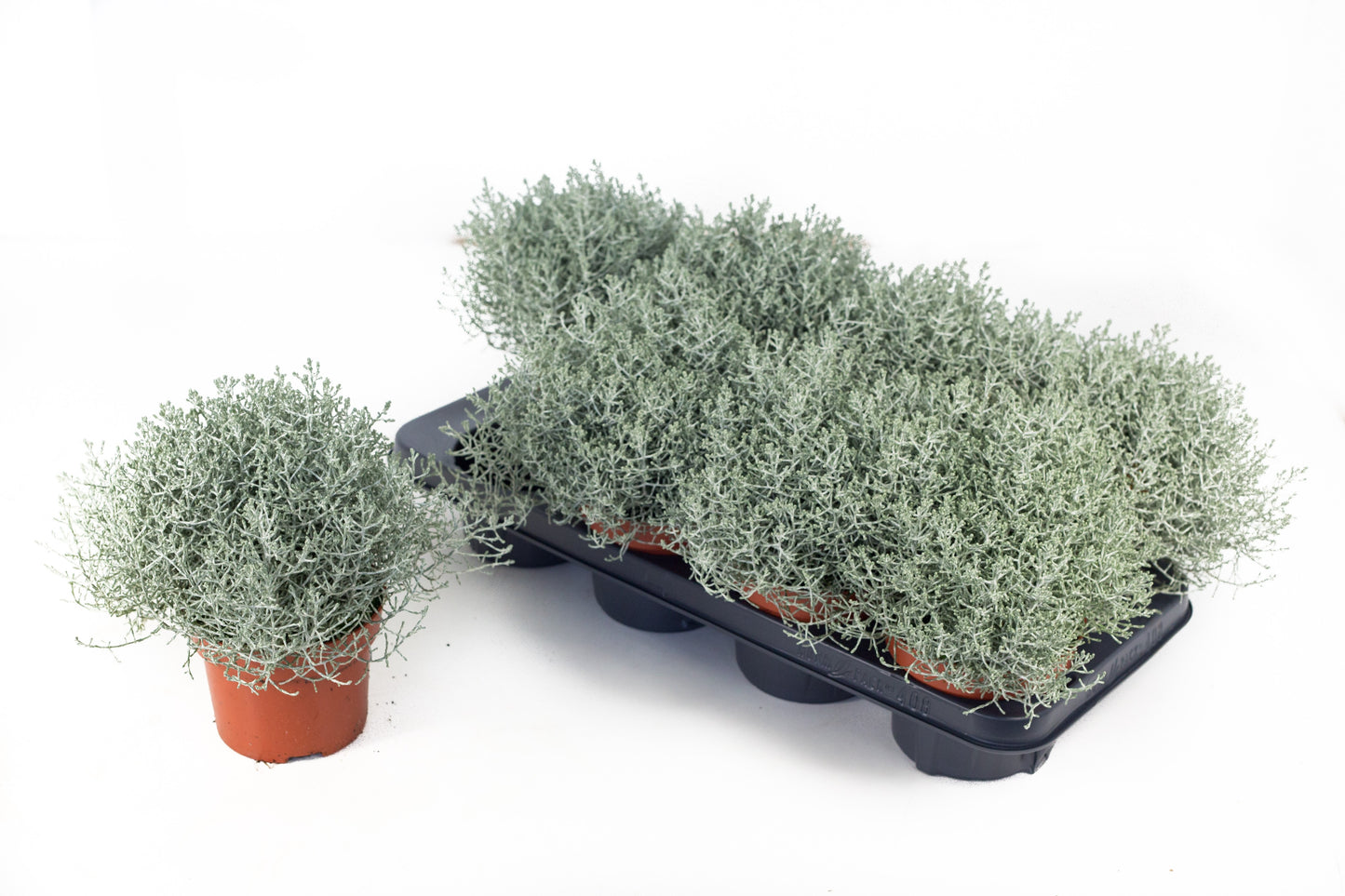 Leucophyta brownii Whimsy silver 25cm 13cm Pot