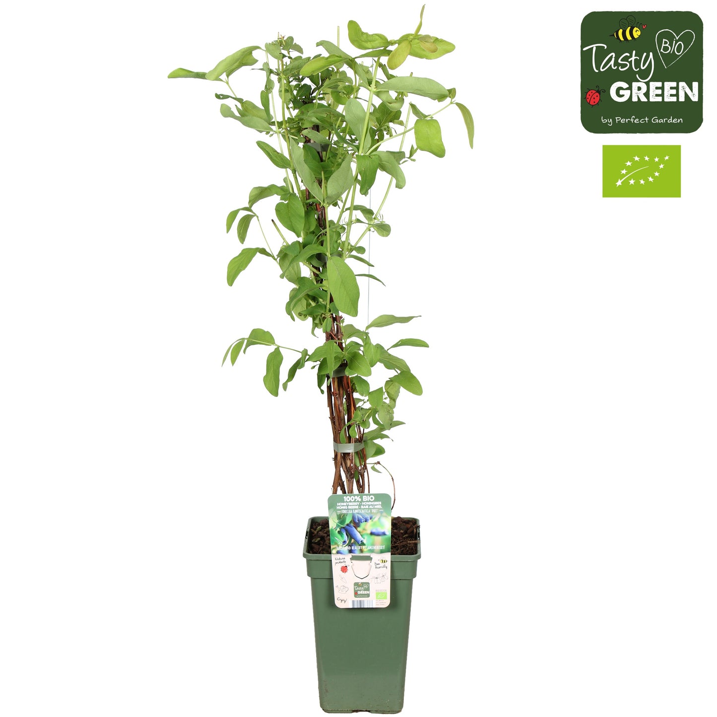 Lonicera mix 50cm 19cm Pot