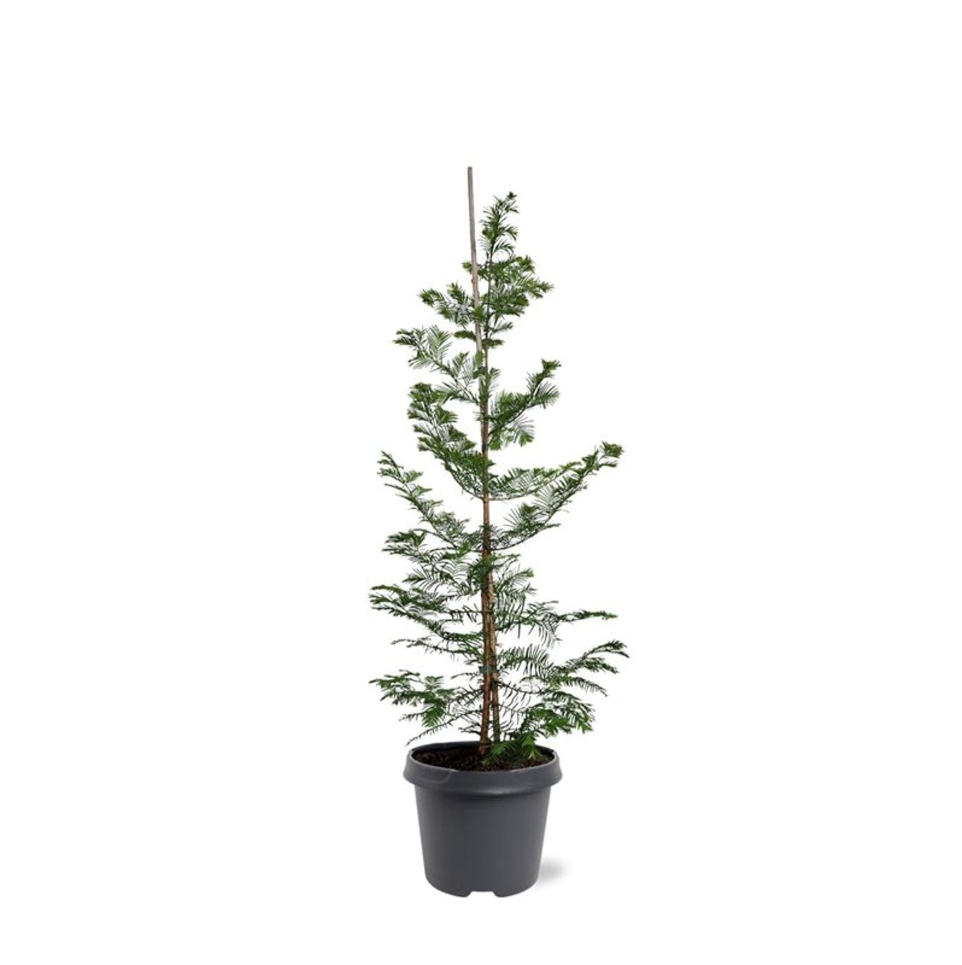 Metasequoia glyptostroboides 90cm 23cm Pot