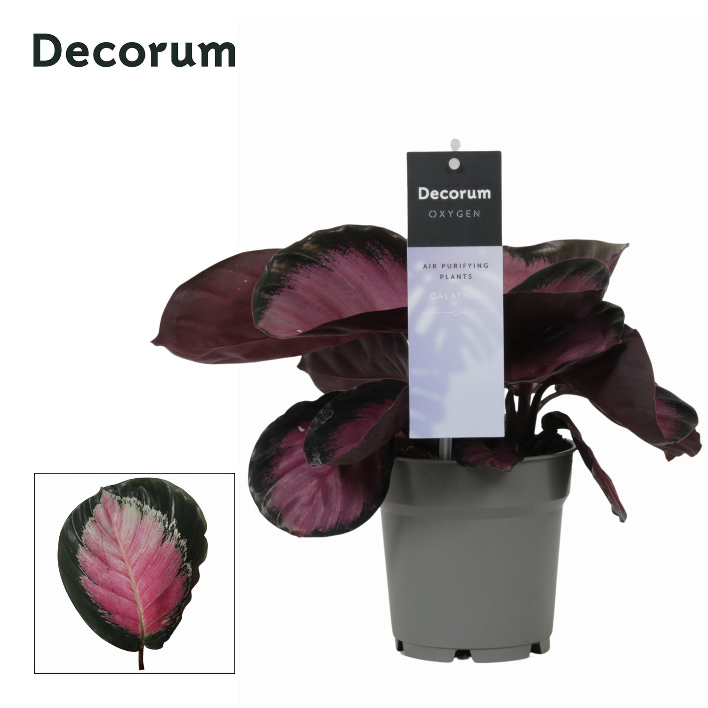 Vreugdenhil Bulbs & Plants Calathea ros. Rosy Pack of 10