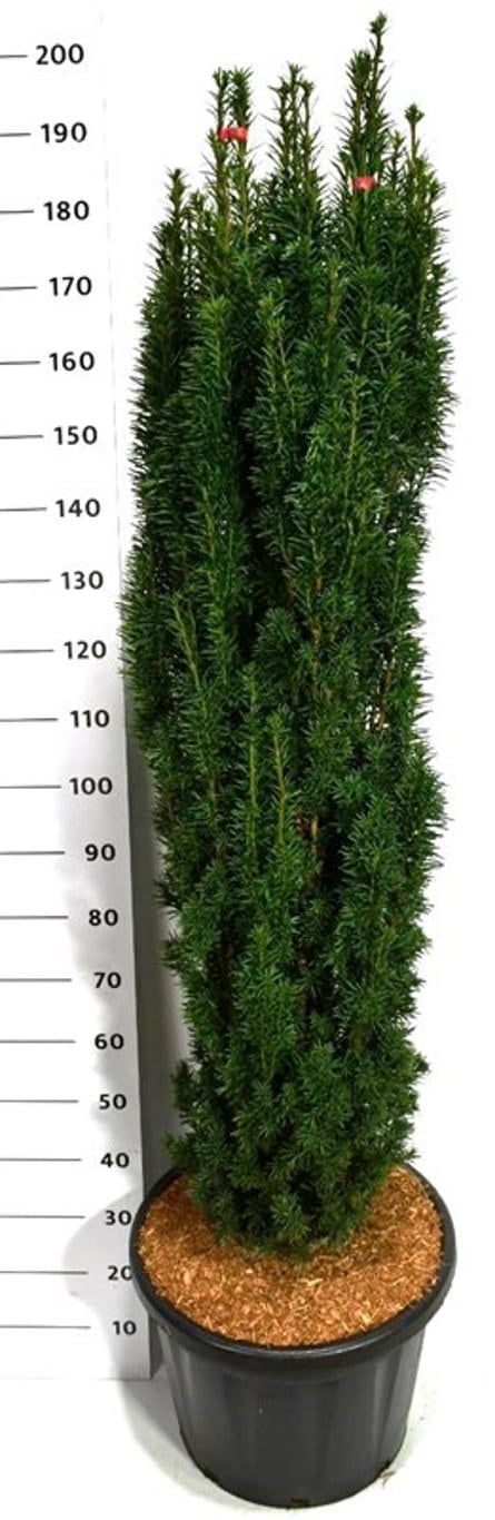 Taxus Fastigiata Robusta 200cm 48cm Pot