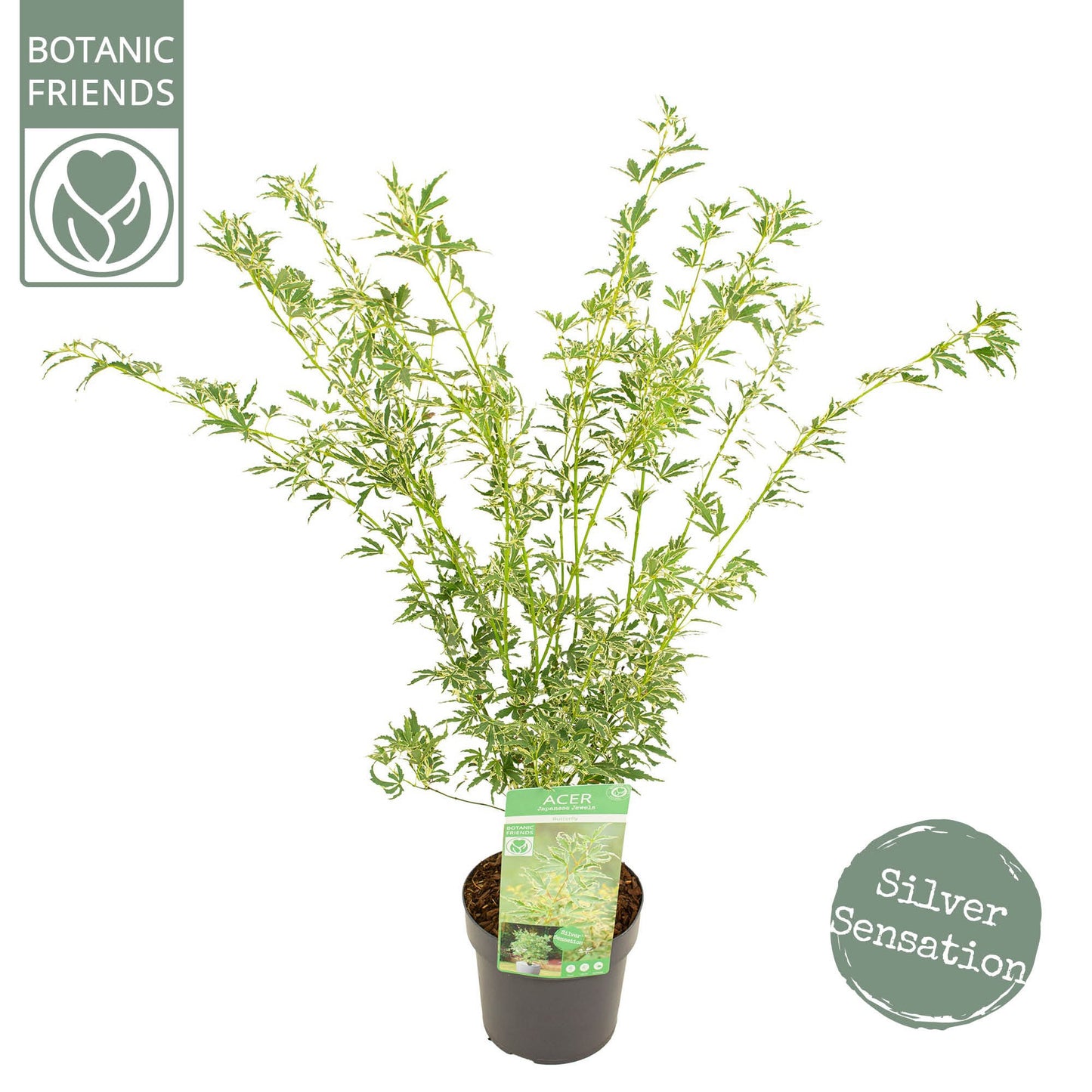 Acer Butterfly 55cm 19cm Pot
