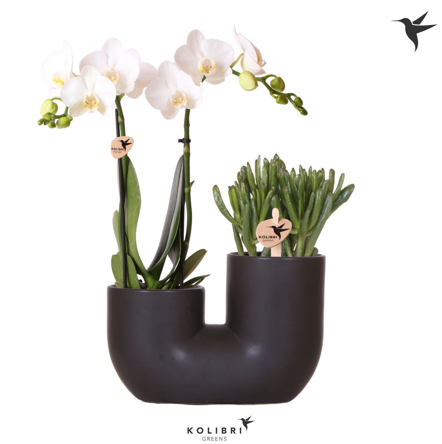 Kolibri Orchids Phalaenopsis White 2 spike and Succulent in Tube black 40cm 18cm Pot
