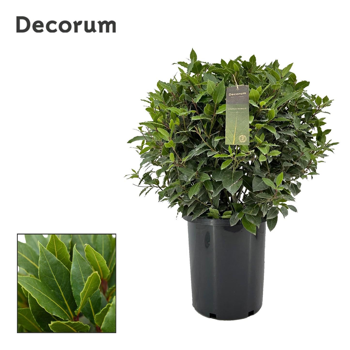 Laurus nobilis 85cm 30cm Pot