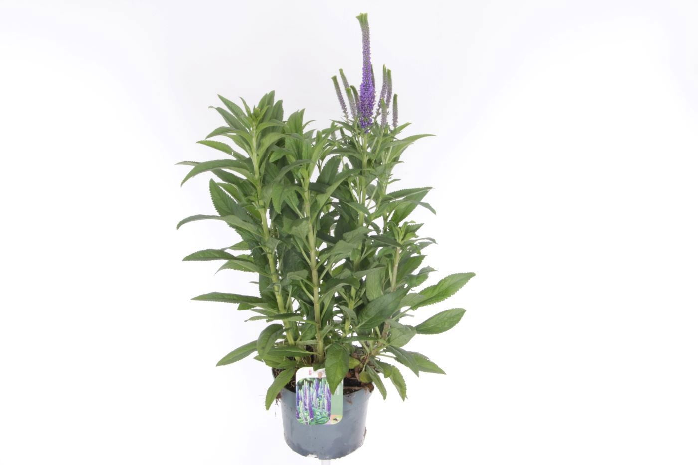 Veronica spicata 70cm 17cm Pot
