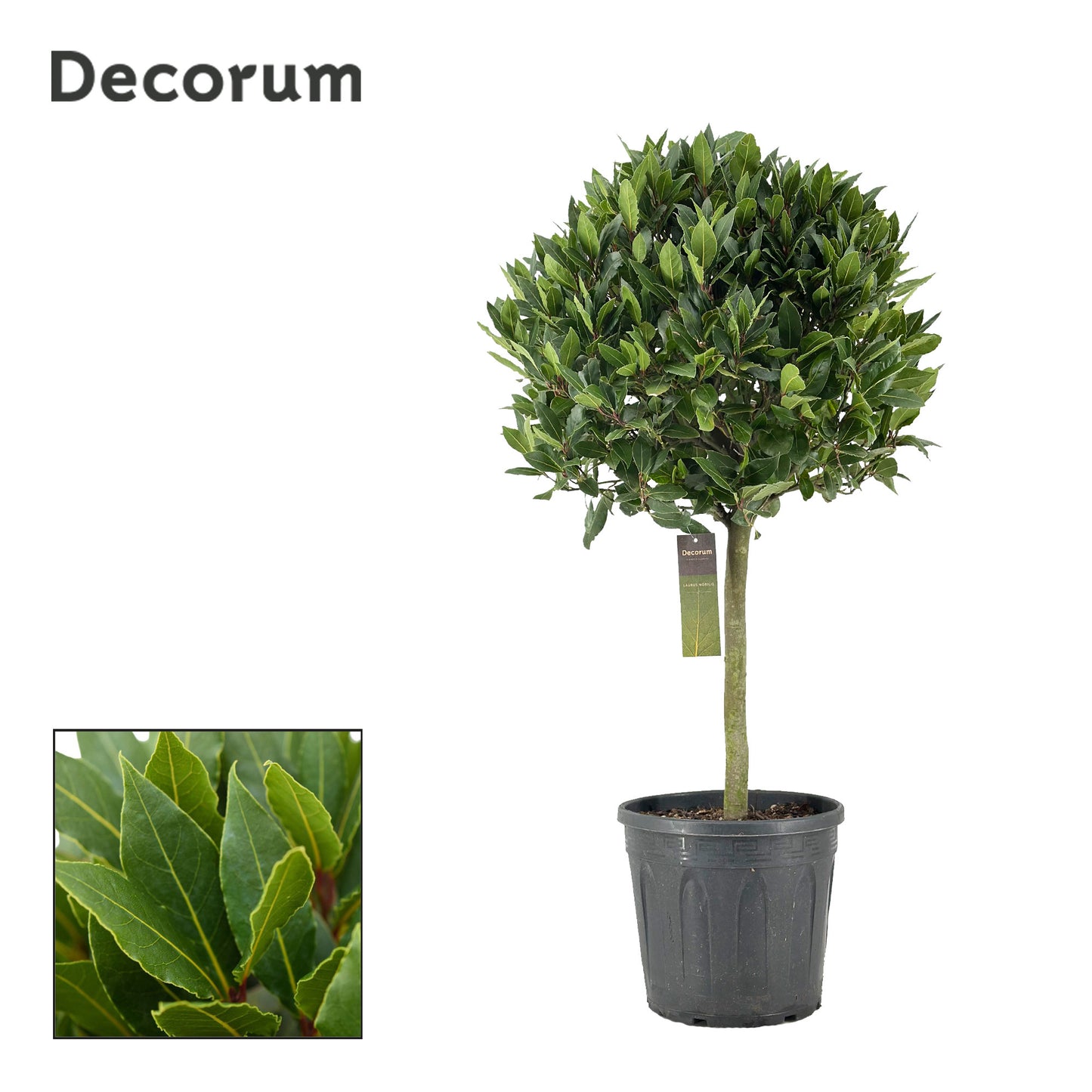 Laurus nobilis 120cm 30cm Pot