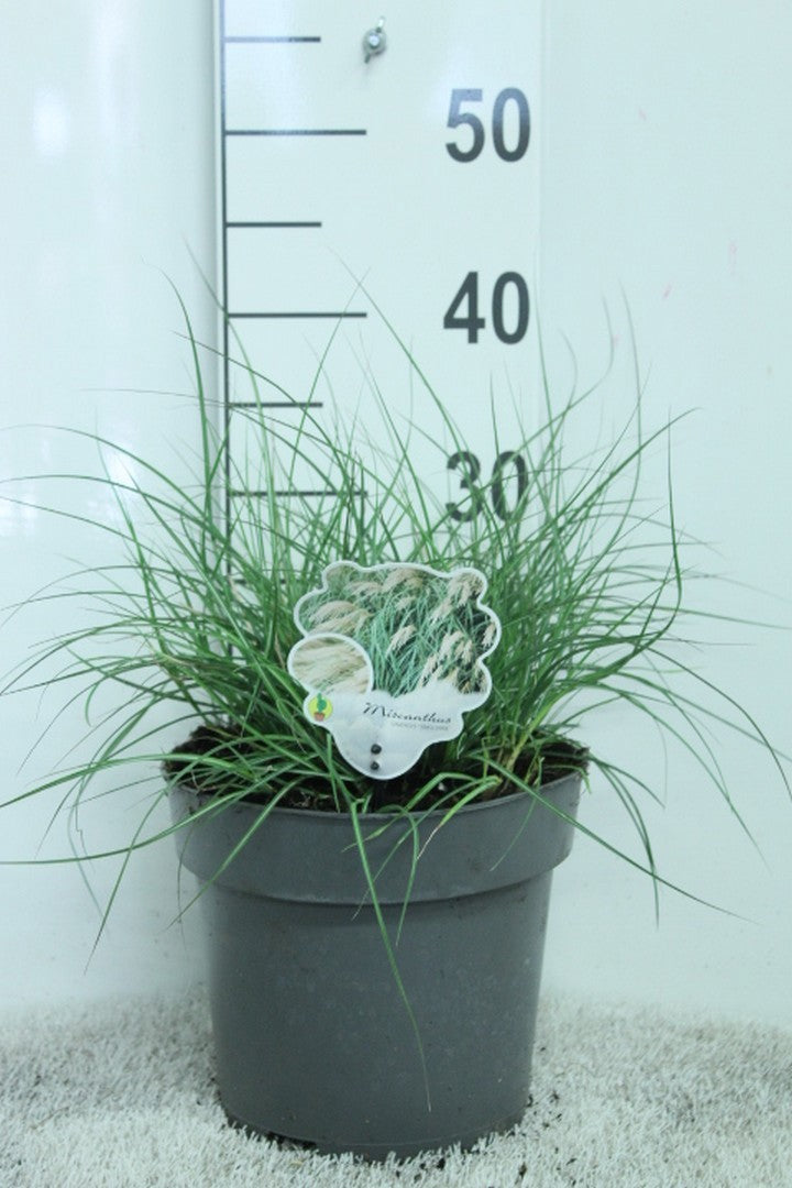 Miscanthus sin. Yaku Jima 35cm 23cm Pot