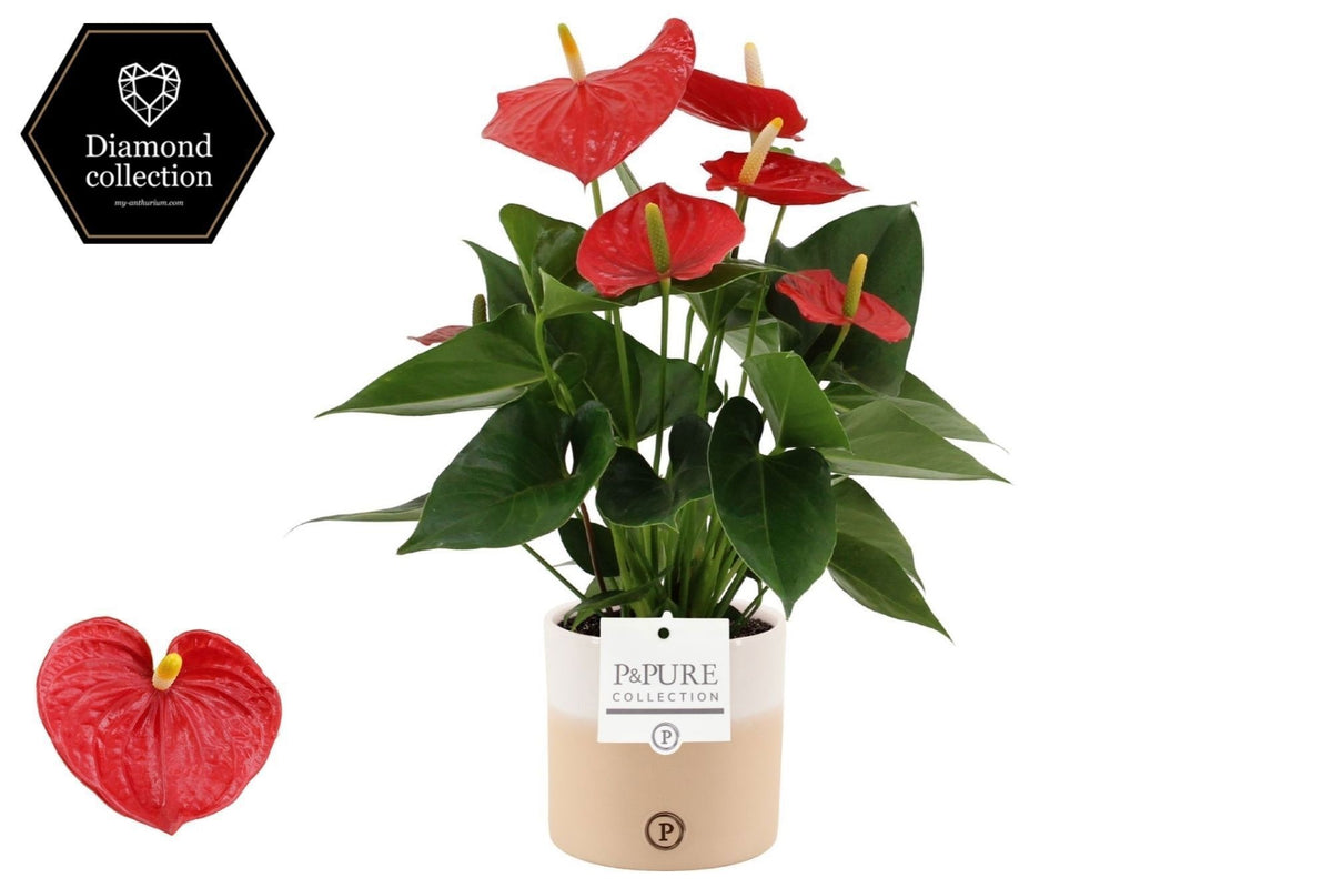 Anthurium Esudo 40cm 12cm Pot