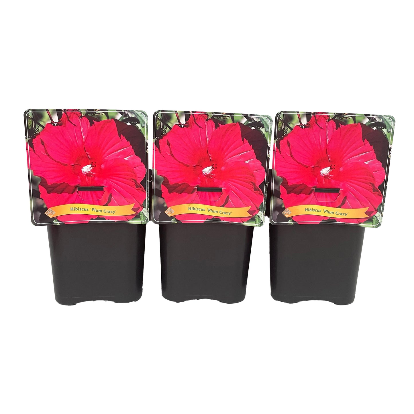 Hibiscus 35cm 21cm Pot