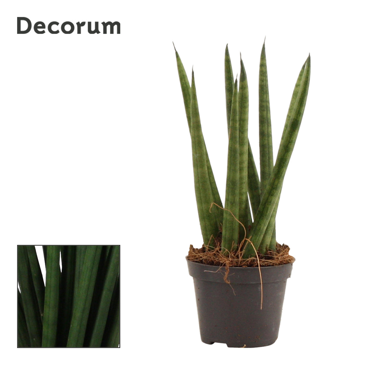 Sansevieria cylindrica 16cm 6cm Pot