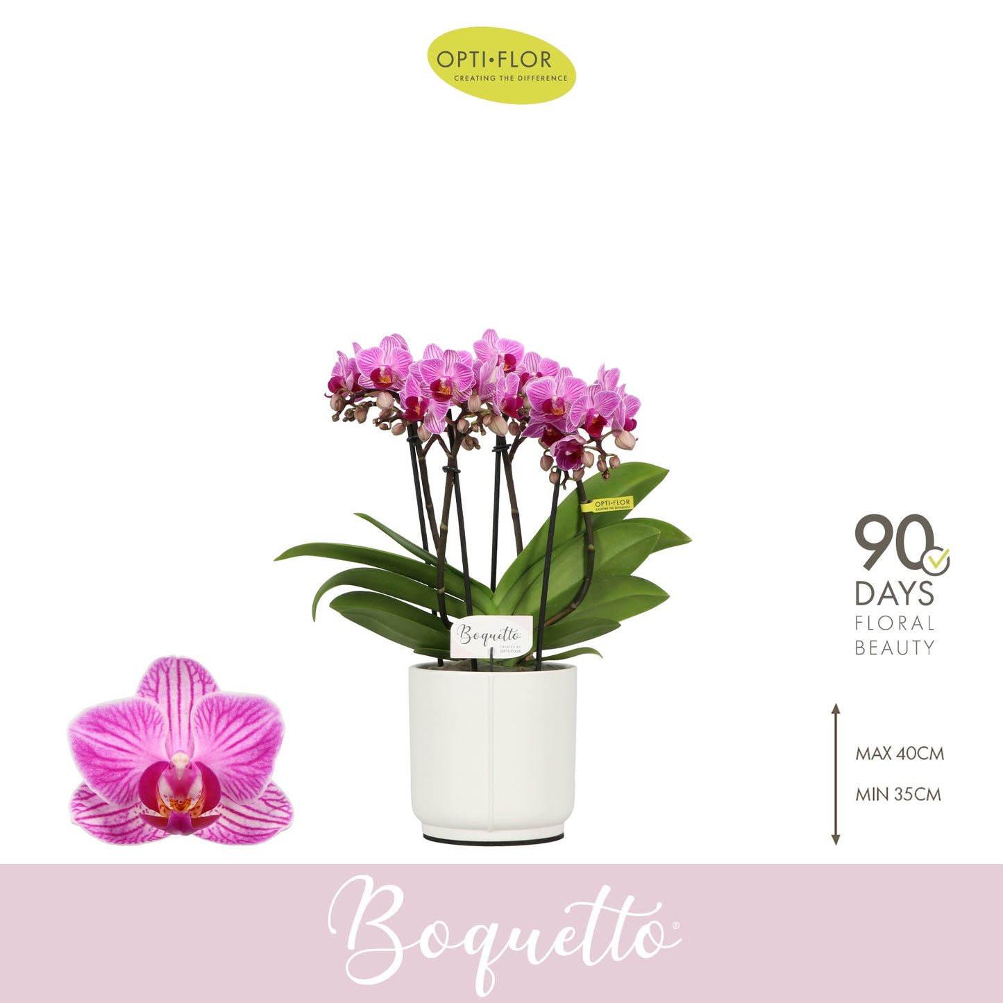 Phalaenopsis Purple 35cm 12cm Pot