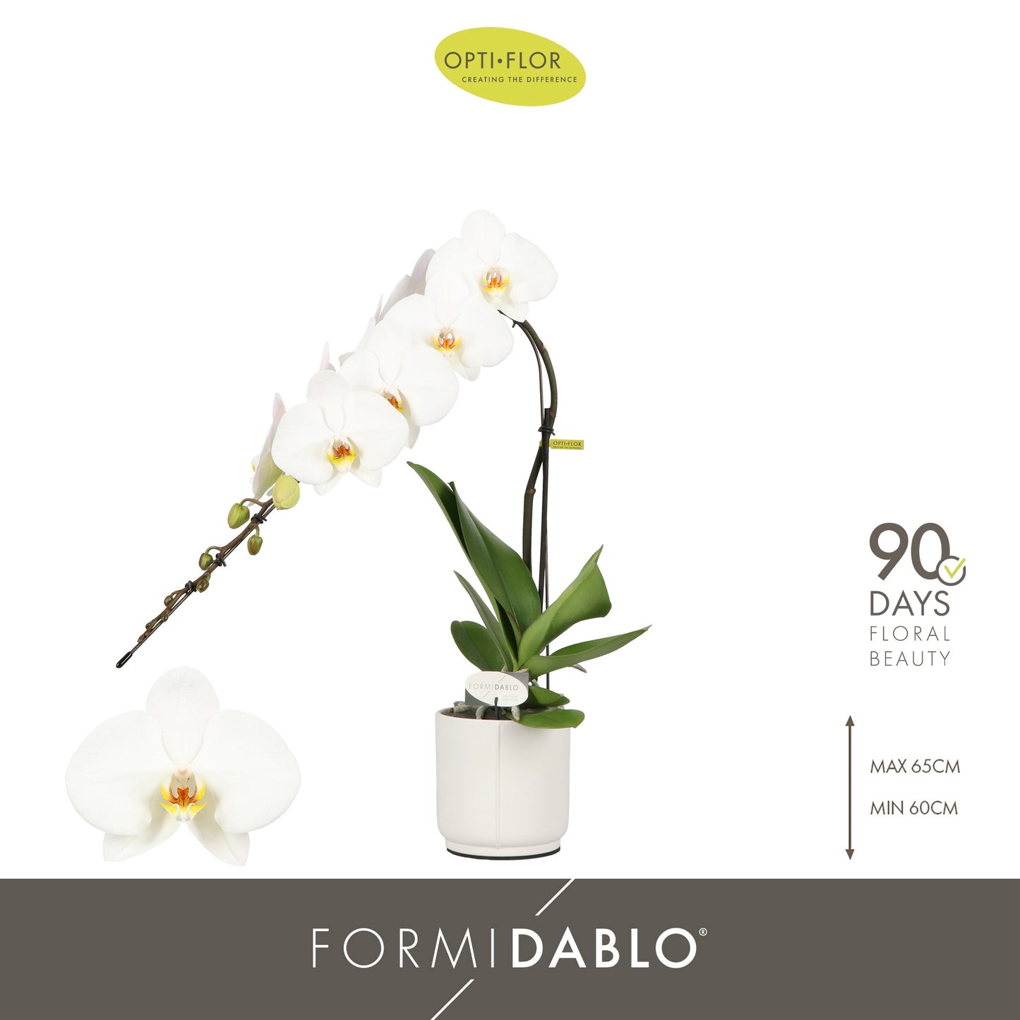 Phalaenopsis Formidablo mix (+ drp.ceramic white) 60cm 12cm Pot