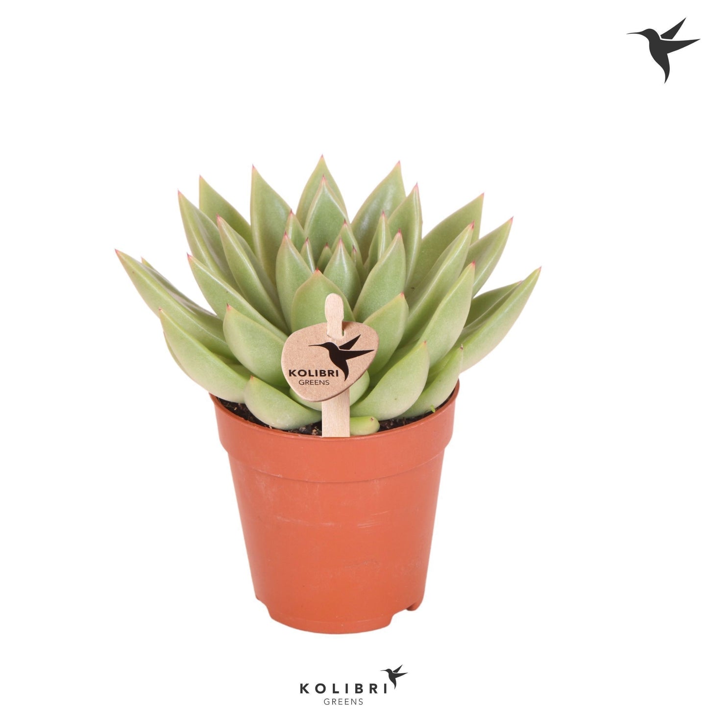 OK Plant Kolibri Greens Succulenten Echeveria Miranda Pack of 12