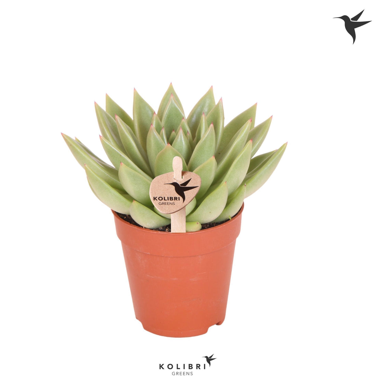 Kolibri Greens Succulenten Echeveria Miranda 16cm 9cm Pot