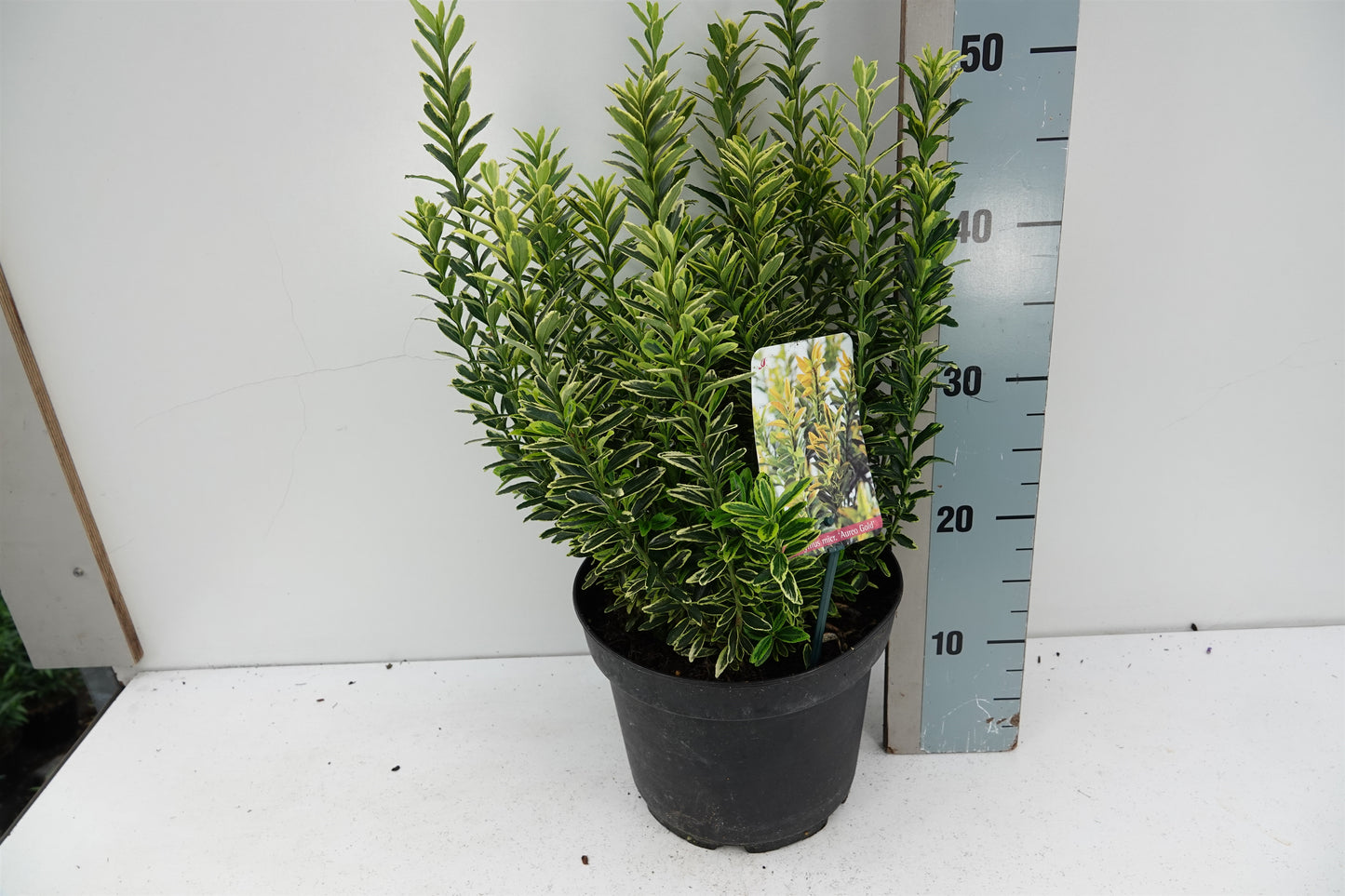 Roessel Tuinpl. VOF, B. v. Euonymus japonicus Microphyllus Aureovariegatus Pack of 1