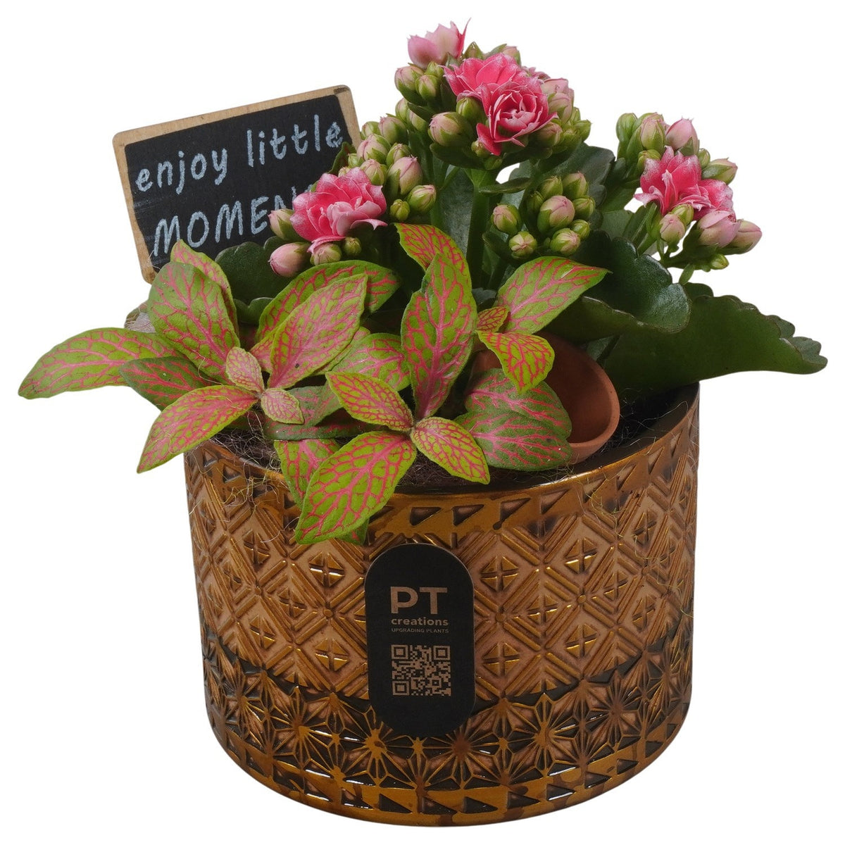 Indoor arrangement 19cm 12cm Pot