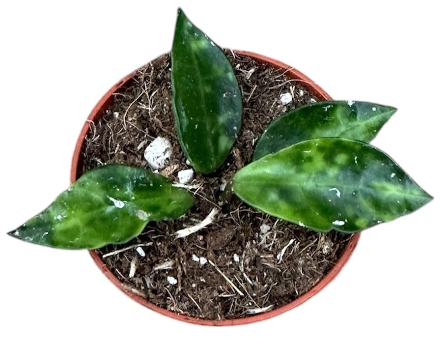 Hoya australis 8cm 6cm Pot