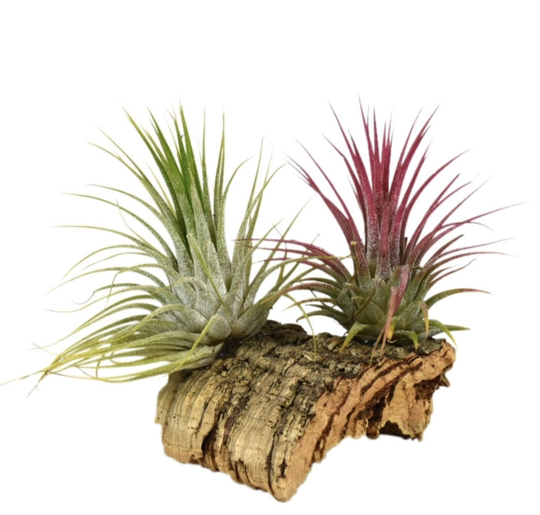 Tillandsia cyanea 10cm 10cm Pot