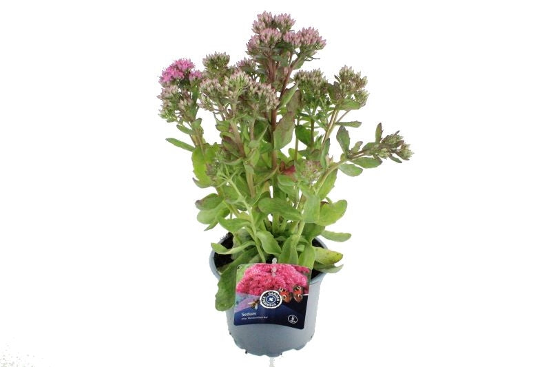 Sedum tel. Munstead Dark Red 50cm 17cm Pot