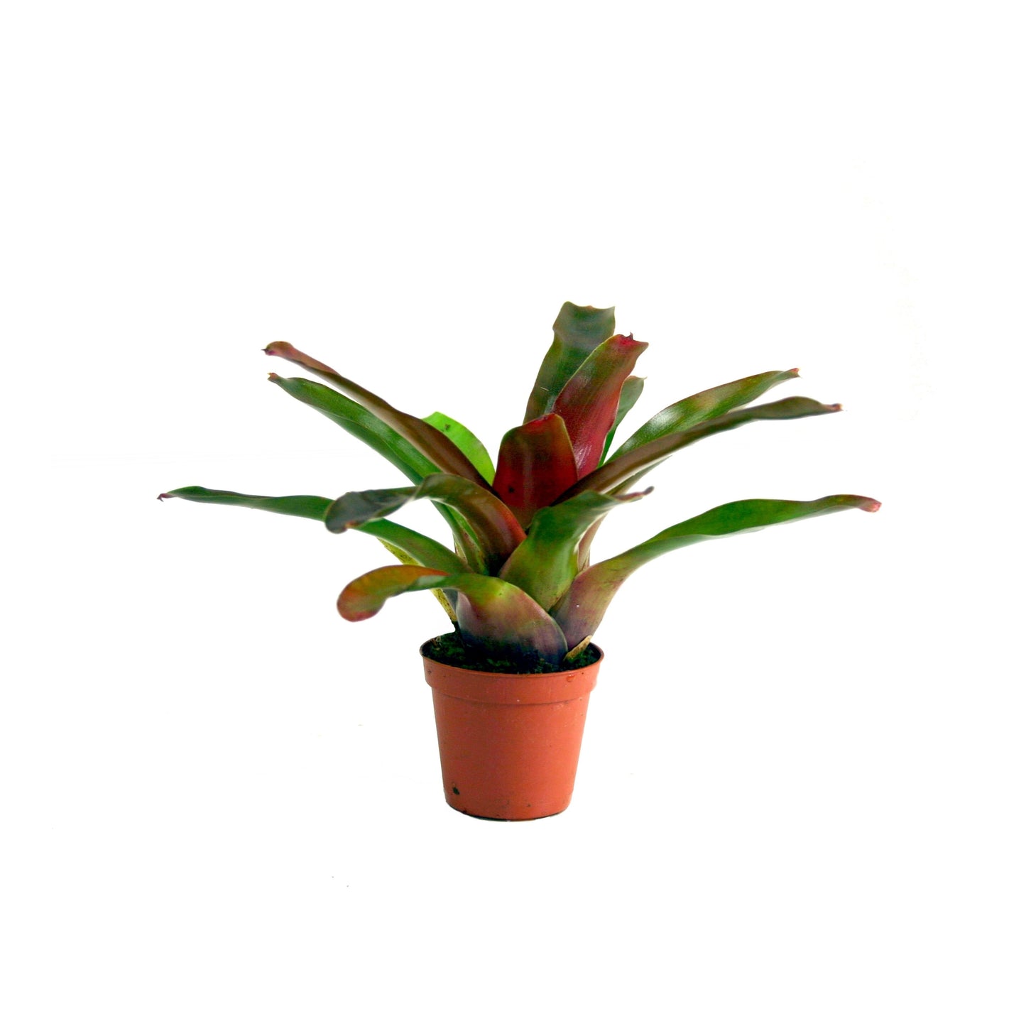 Nidularium Fire Ball 15cm 5.5cm Pot