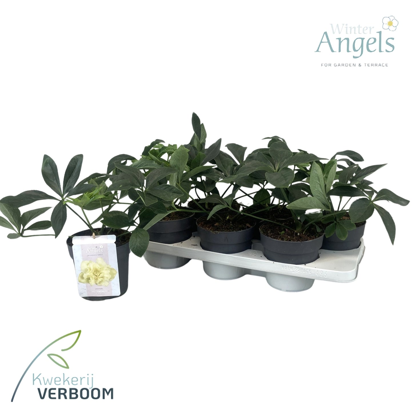 Helleborus orientalis 45cm 15cm Pot