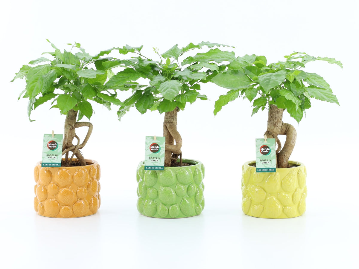 Radermachera sinica 30cm 15cm Pot