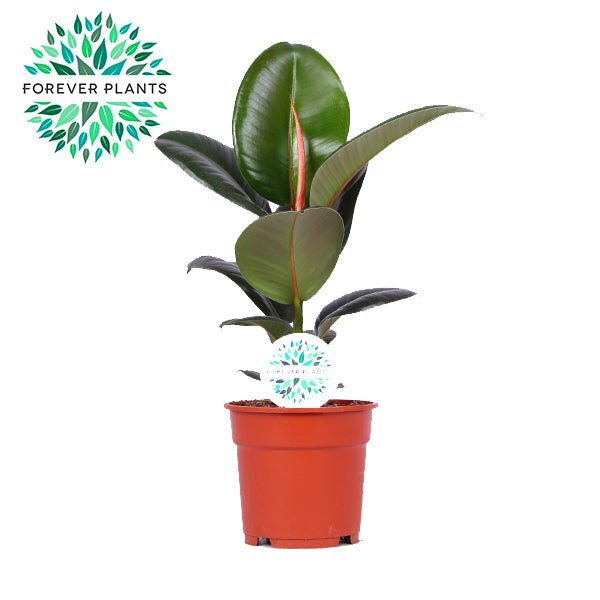 Ficus Robusta 50cm 17cm Pot