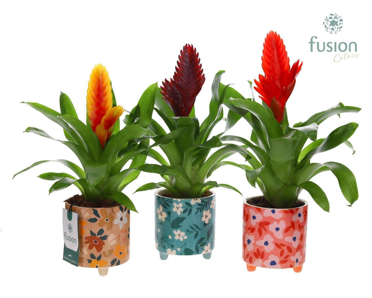 arr. Bromelia 35cm 10cm Pot