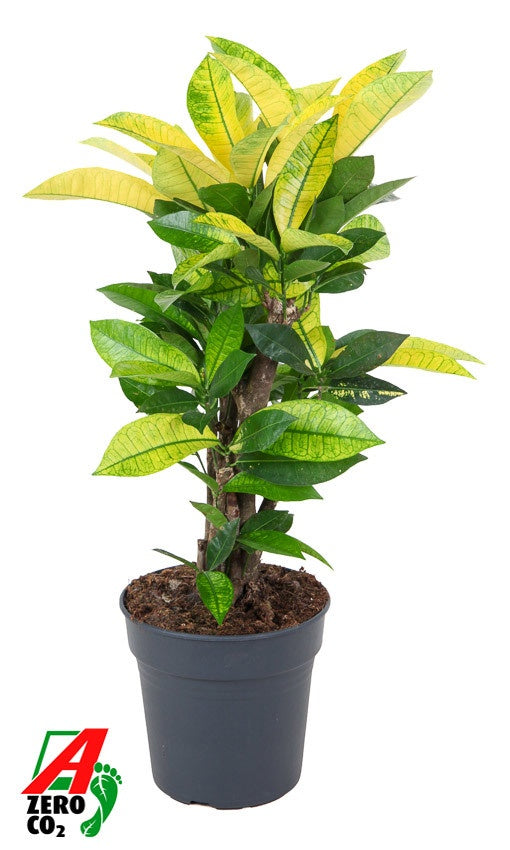 Codiaeum variegatum 70cm 21cm Pot