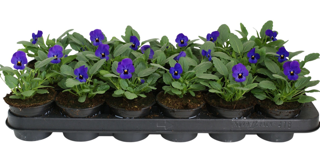 Zuidbaak Honselersdijk Viola corn. blue with eye Pack of 18