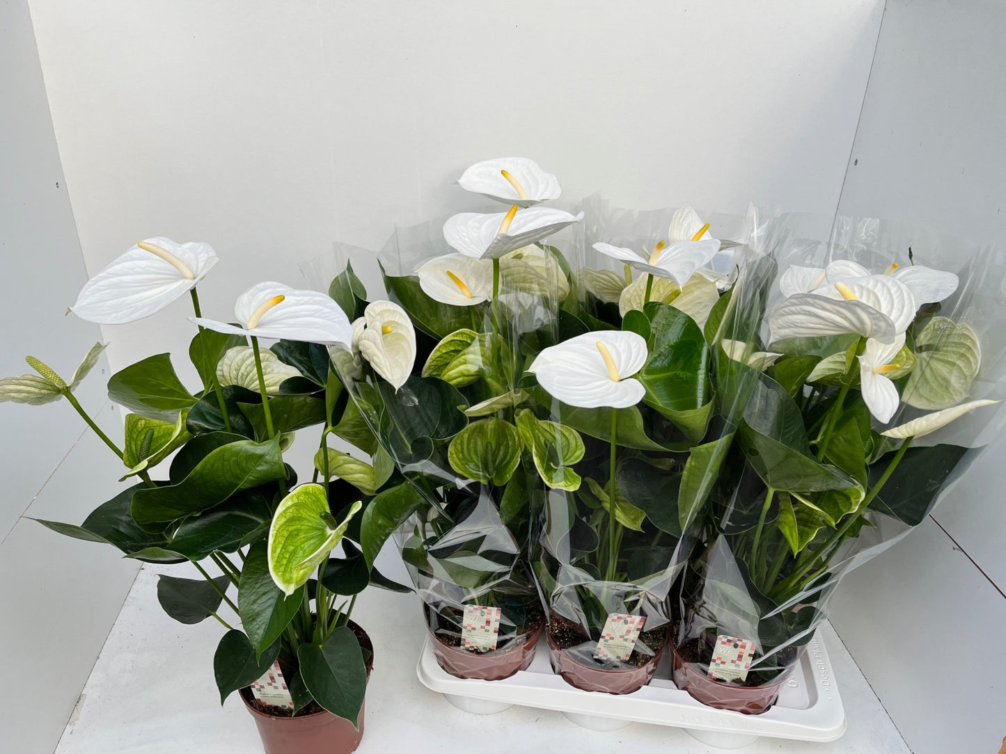 Anthurium Alpine 60cm 17cm Pot