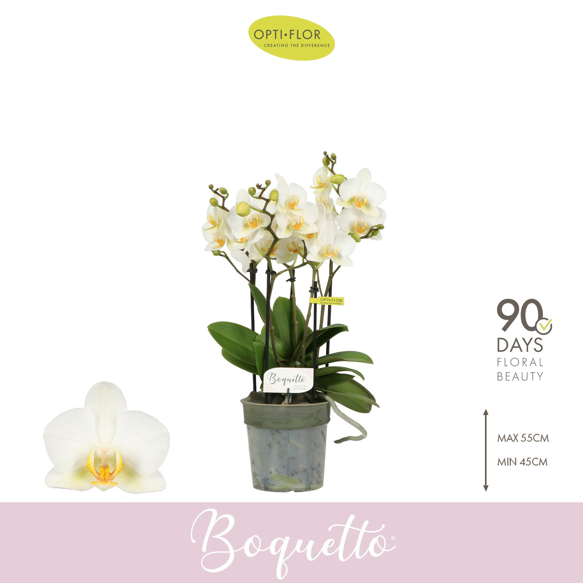 Phalaenopsis Boquetto Beauty 45cm 12cm Pot