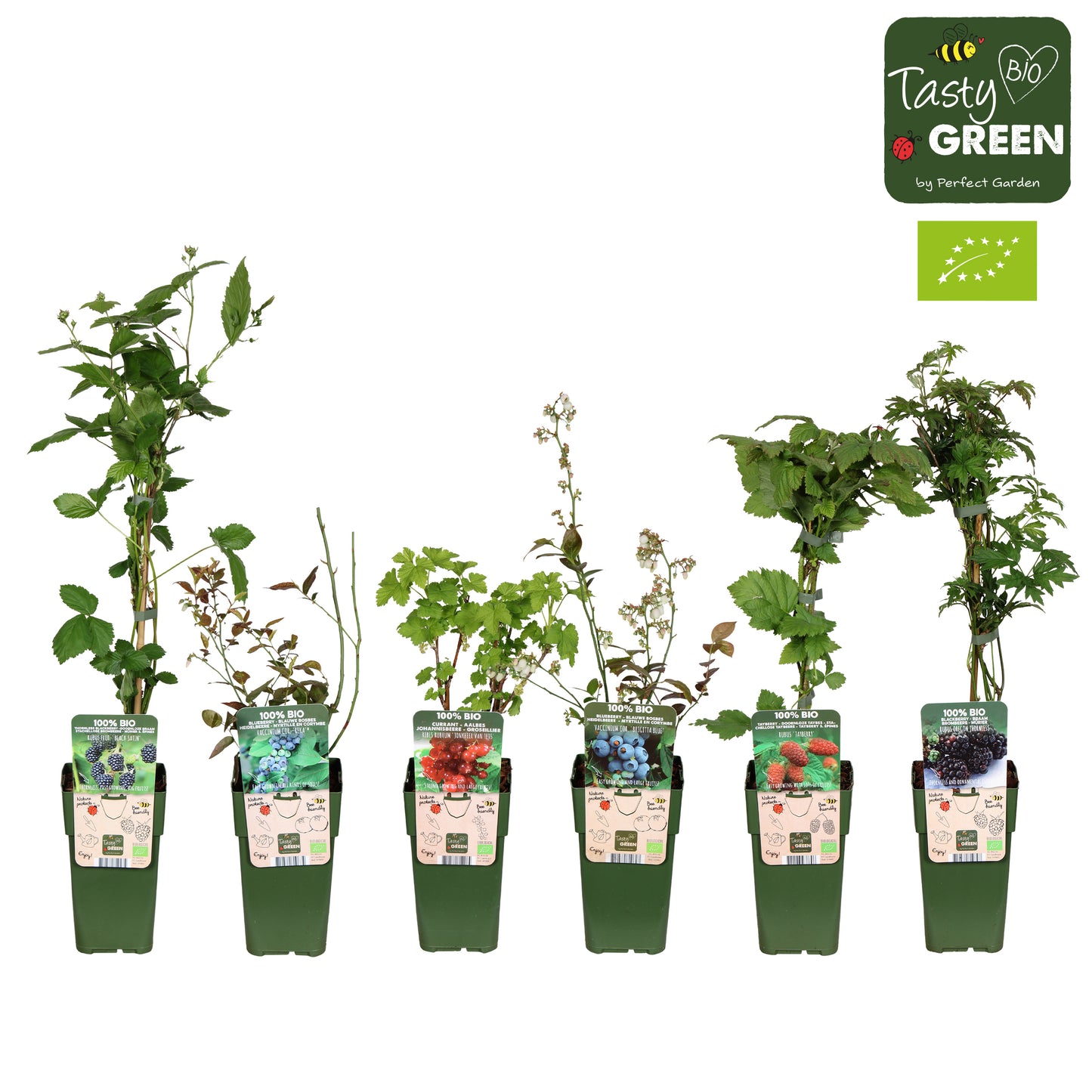 Fruit/Shrub Climber mix 50cm 15cm Pot